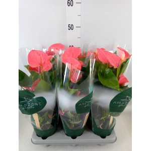 Anthurium andr. 'Sweet Dream'