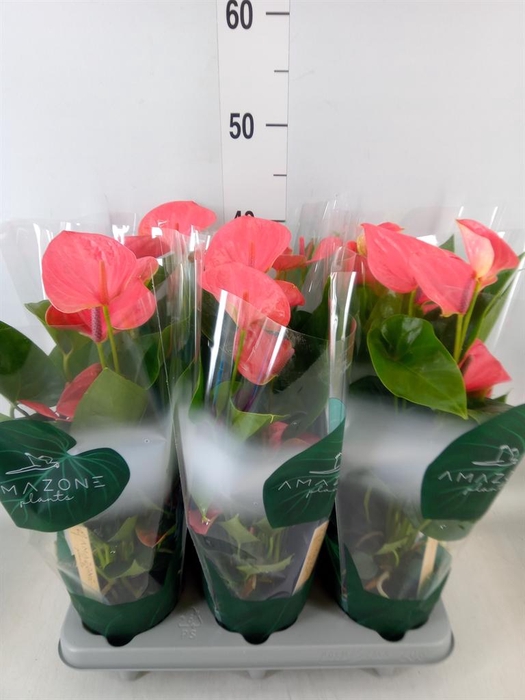 <h4>Anthurium andr. 'Sweet Dream'</h4>