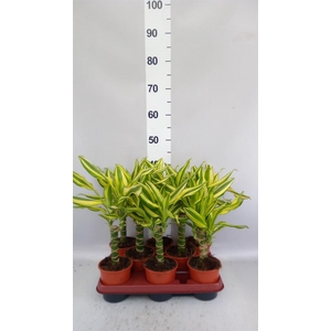 Dracaena frag. 'Yellow Coast'
