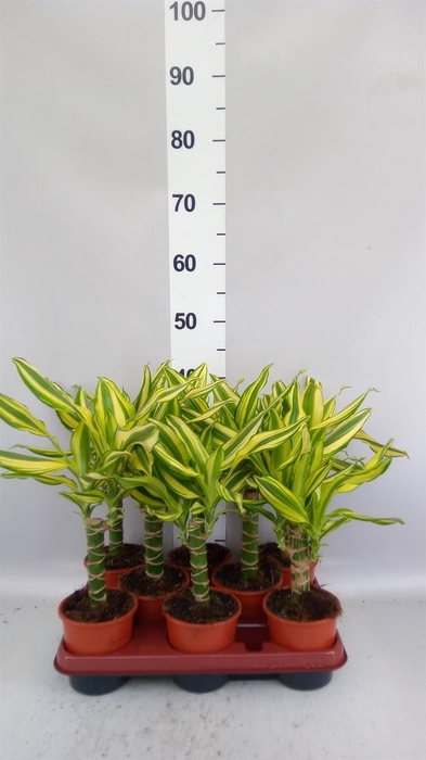 <h4>Dracaena frag. 'Yellow Coast'</h4>