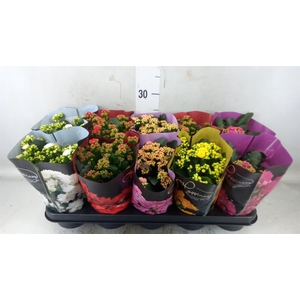 Kalanchoe blos.   ..rosebud rs fl 5