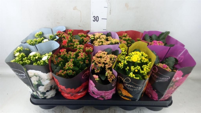 <h4>Kalanchoe blos. ..rosebud rs fl 5</h4>