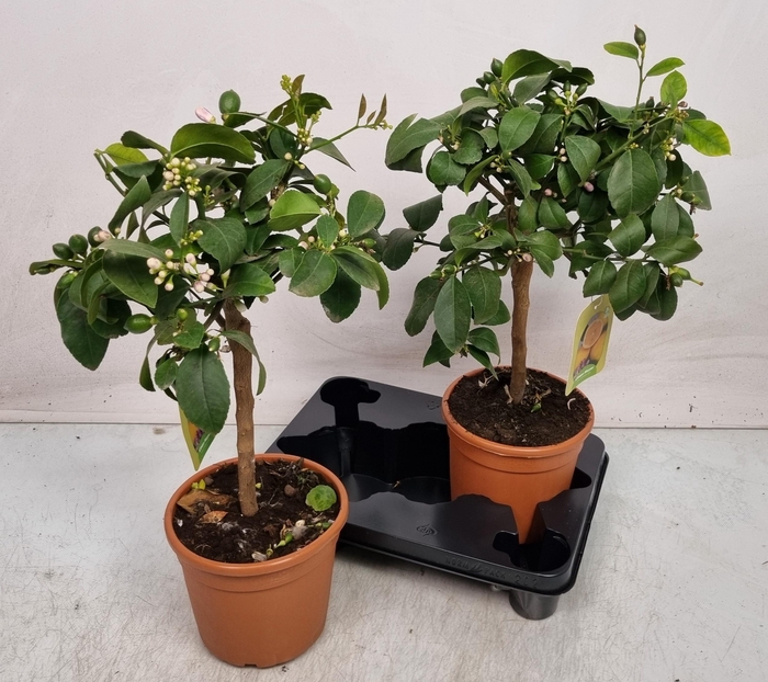 <h4>CITR MEYERI MEYER</h4>