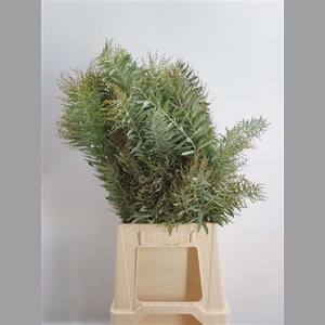 Acacia Co L Argento