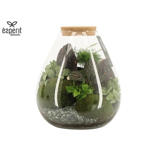 Arrangementen kamerplanten H%