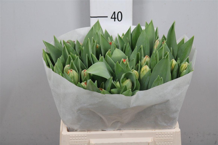 <h4>Tu Du Queensday</h4>