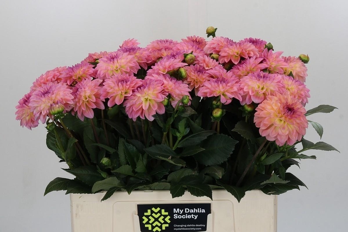 Dahlia Esli
