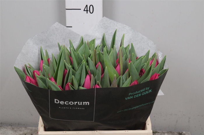 <h4>Tu En Pink Ardour</h4>