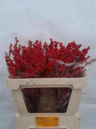 <h4>Ilex Ve Rode Bes</h4>