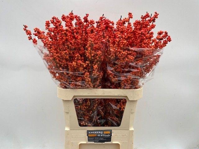 <h4>Ilex Ve Winter Gold</h4>