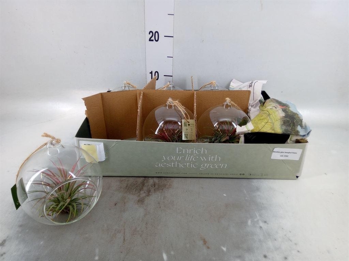 <h4>Arr.  Tillandsia L%</h4>