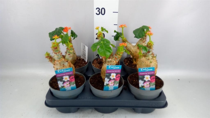 <h4>Jatropha podagrica</h4>