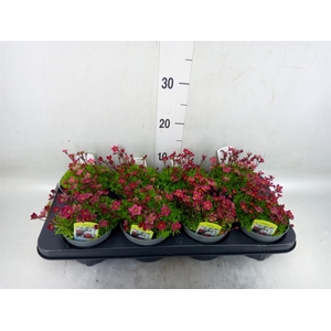 Saxifraga arend. 'Touran Deep Red'