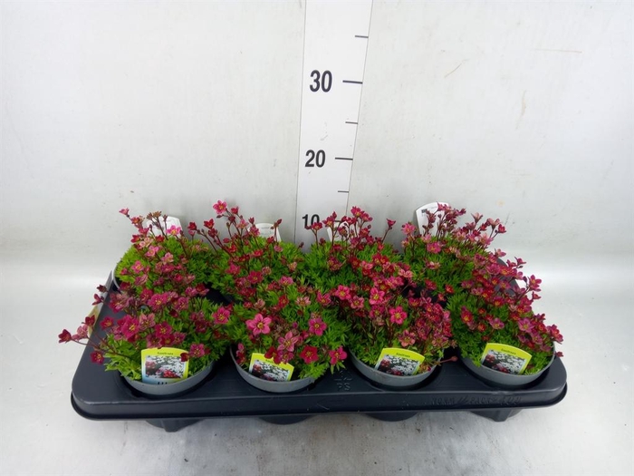 <h4>Saxifraga arend. 'Touran Deep Red'</h4>