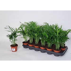 CHAMAED ELEGANS