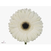 Gerbera White House Doos