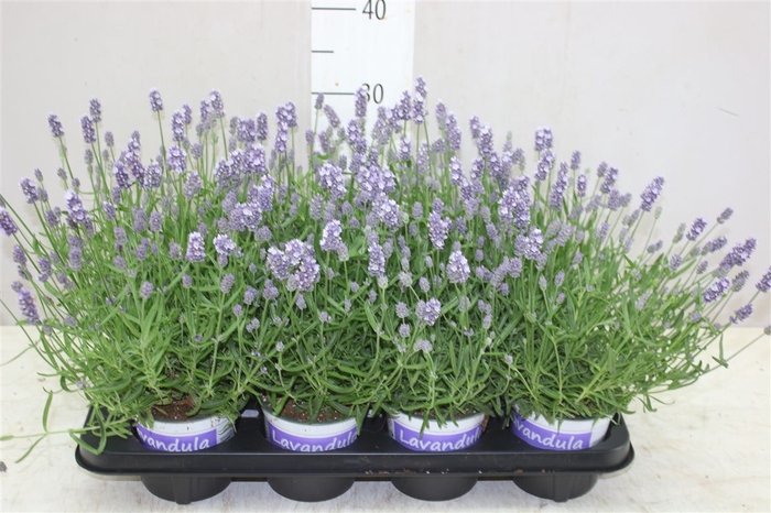<h4>Lavandula An Hidcote</h4>