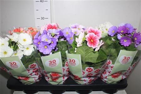 <h4>Prim Ob Tm Gem</h4>