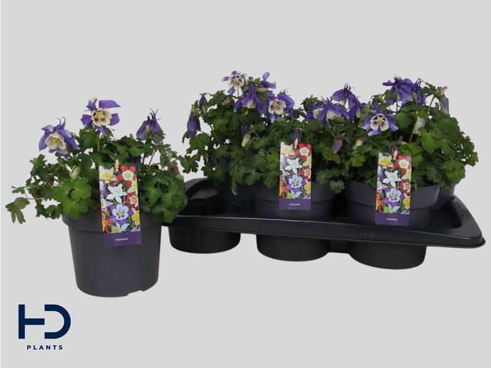 <h4>AQUIL CAERULEA</h4>