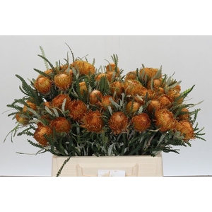 BANKSIA FORMOSA