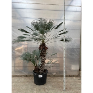 Chamaerops Humilis Cerifera 004 - 260cm