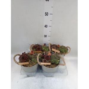 Arr.  Sempervivum L%