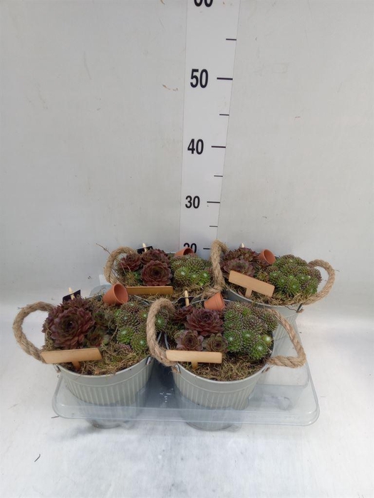 <h4>Arr.  Sempervivum L%</h4>