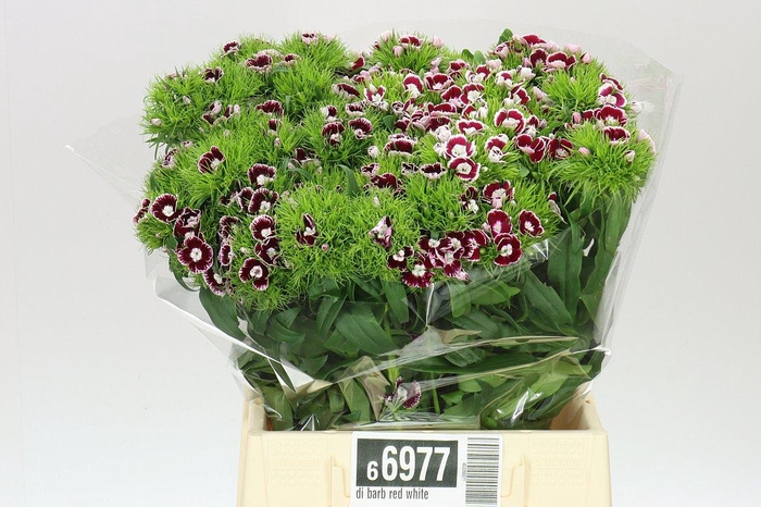 <h4>Di Barb Red White</h4>