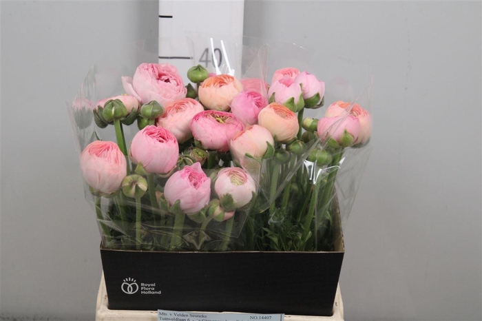 <h4>Ran Rose Pastel</h4>