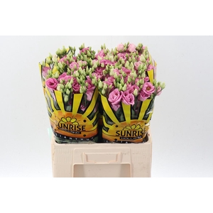 Eus G Rosi Rose Pink