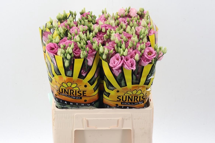 <h4>Eus G Rosi Rose Pink</h4>