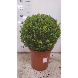 BUXU SEMPERVIRENS