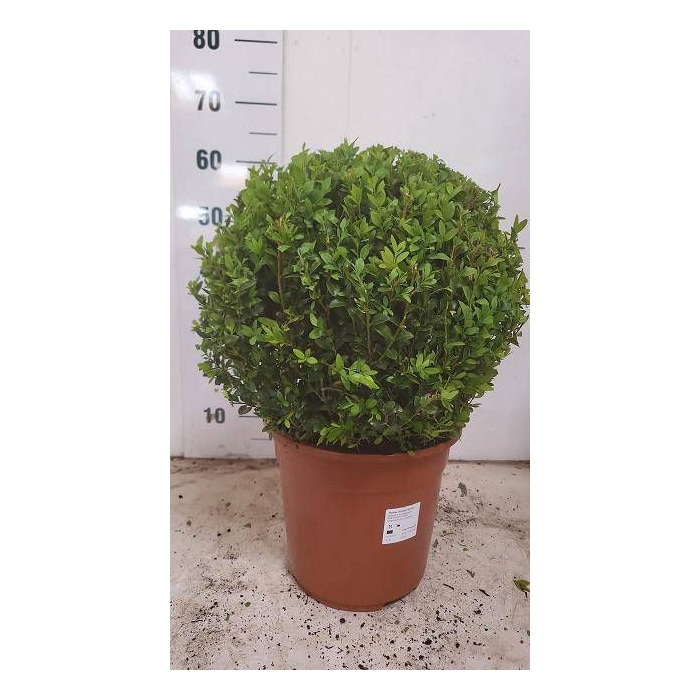 <h4>BUXU SEMPERVIRENS</h4>