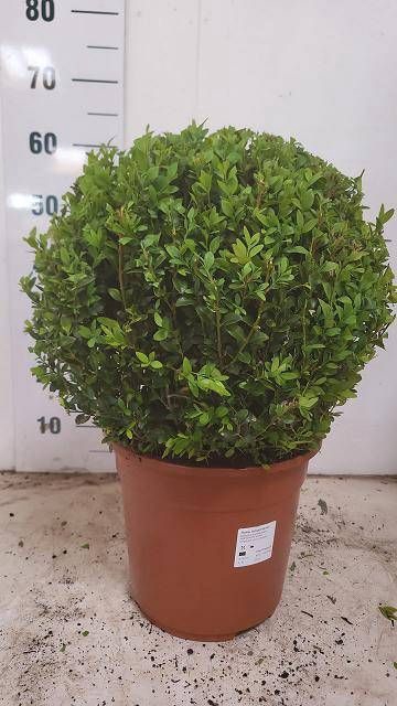 <h4>BUXU SEMPERVIRENS</h4>