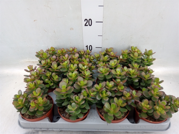 <h4>Crassula ovata 'Minor'</h4>