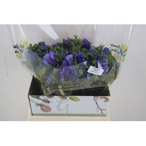 Anem Mistral Super Celeste Azzuro