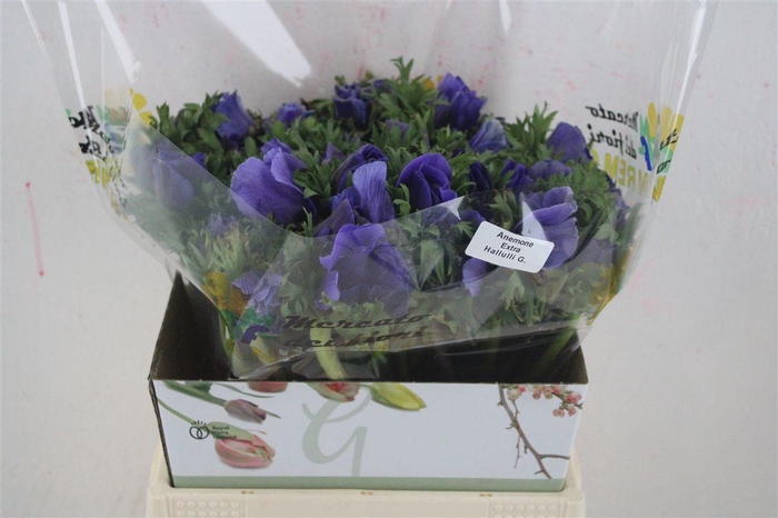 <h4>Anem Mistral Super Celeste Azzuro</h4>