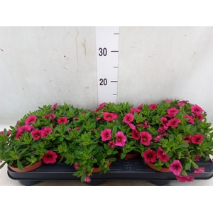 Calibrachoa  'Callie Pink'