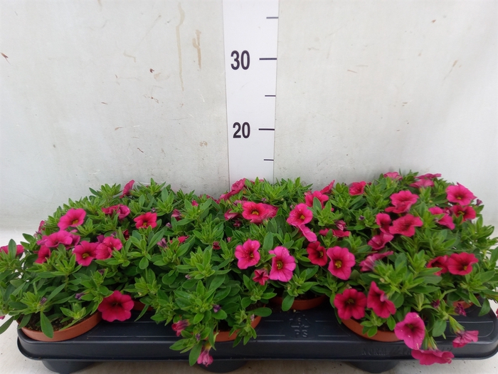 <h4>Calibrachoa  'Callie Pink'</h4>
