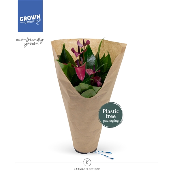 <h4>Anthurium - KARMA Purple | 12cm | ECO/KRAFT SLEEVE</h4>