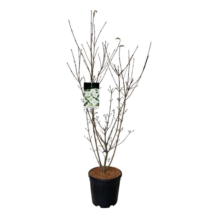 <h4>Cornus kousa 'Milky Way'</h4>