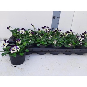 VIO CO EM JOLLY FACE