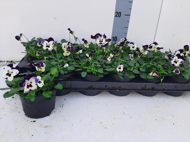 <h4>VIO CO EM JOLLY FACE</h4>