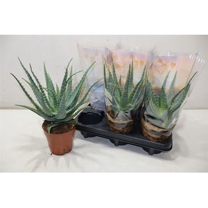 Aloe Arborescens