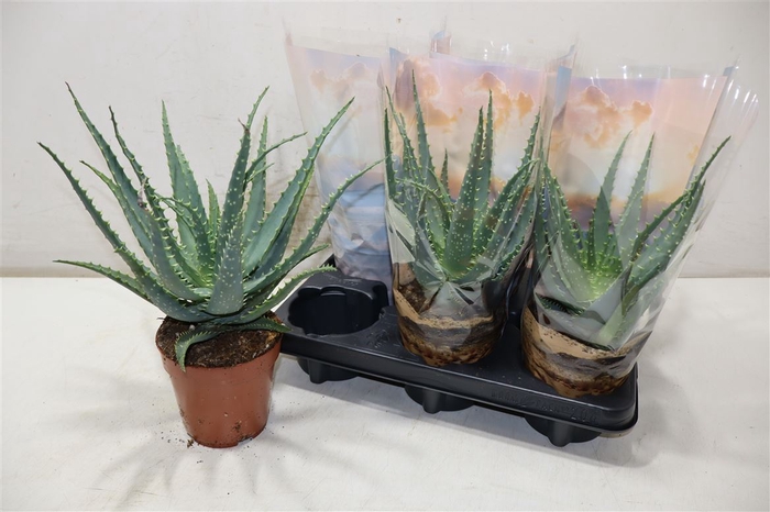 <h4>Aloe Arborescens</h4>