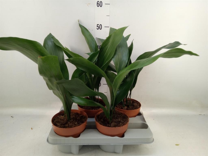 <h4>Aspidistra elat.</h4>