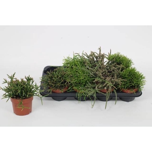 Rhipsalis mix