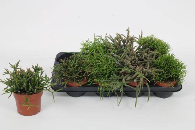<h4>Rhipsalis mix</h4>