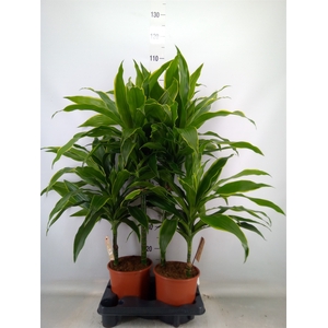Dracaena fr de 'Art'
