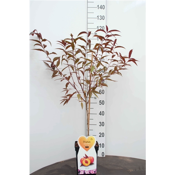 <h4>Prunus p. Rubira (Perzik), Patioboom</h4>